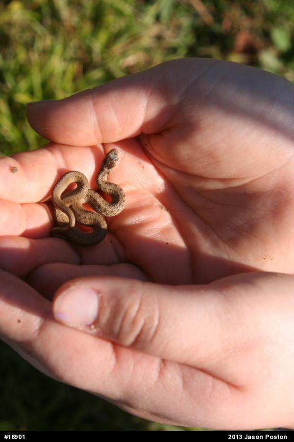 Dekay's Brownsnake