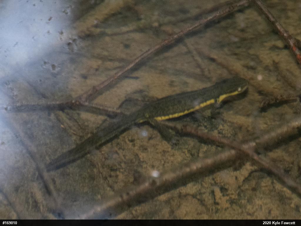 Red-spotted Newt