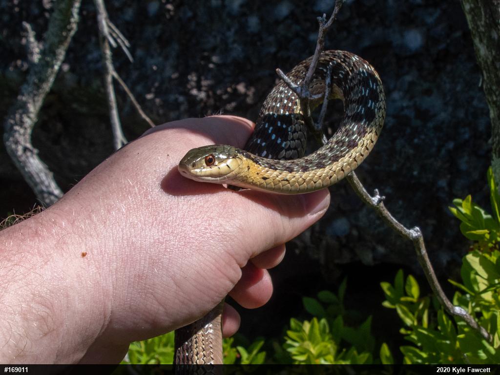 Eastern Gartersnake