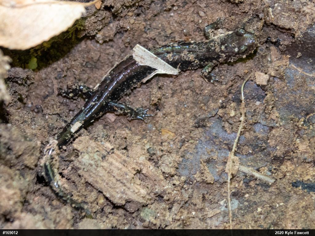 Allegheny Mountain Dusky Salamander
