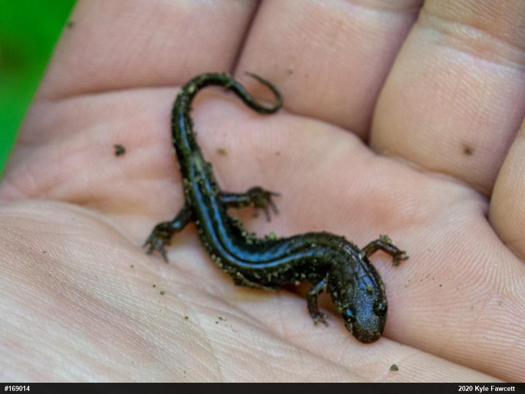 Allegheny Mountain Dusky Salamander