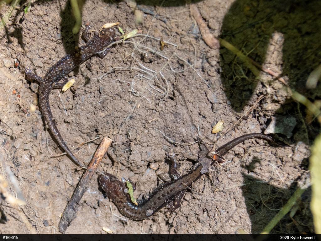 Allegheny Mountain Dusky Salamander