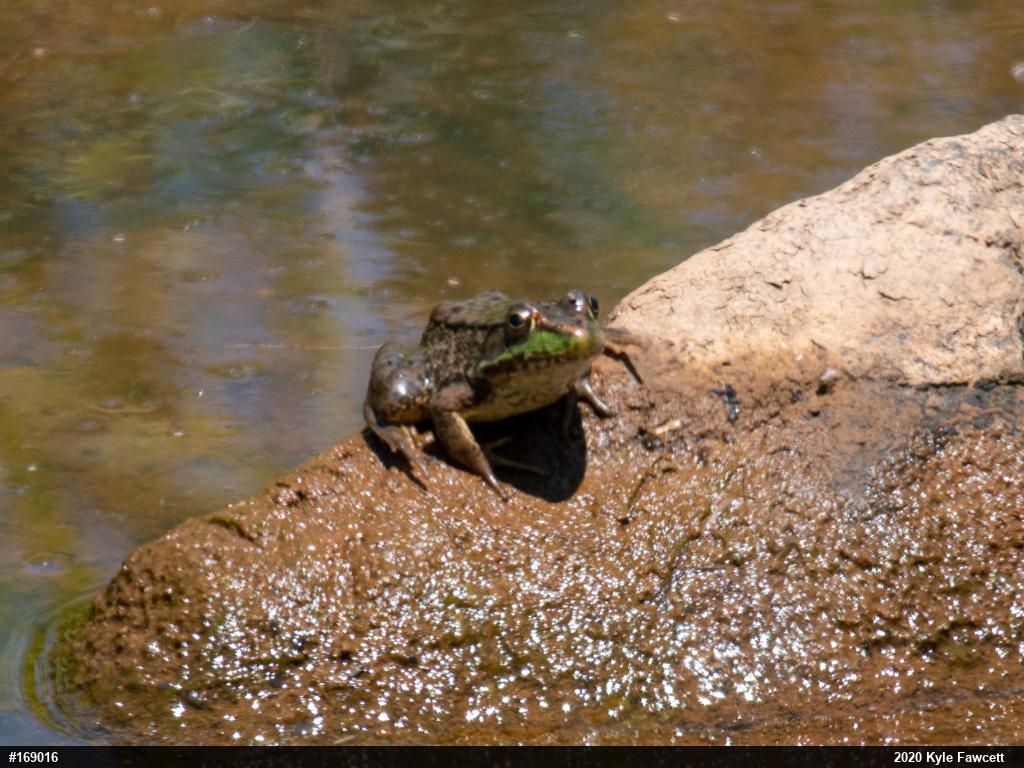 Green Frog