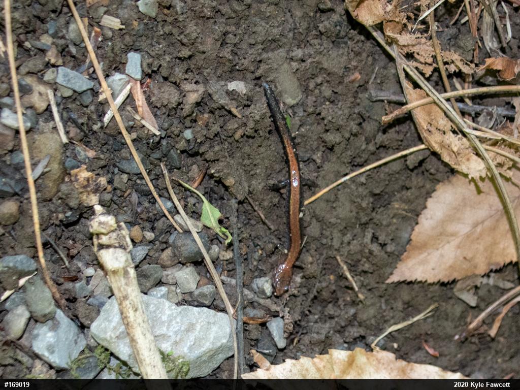 Eastern Red-backed  Salamander