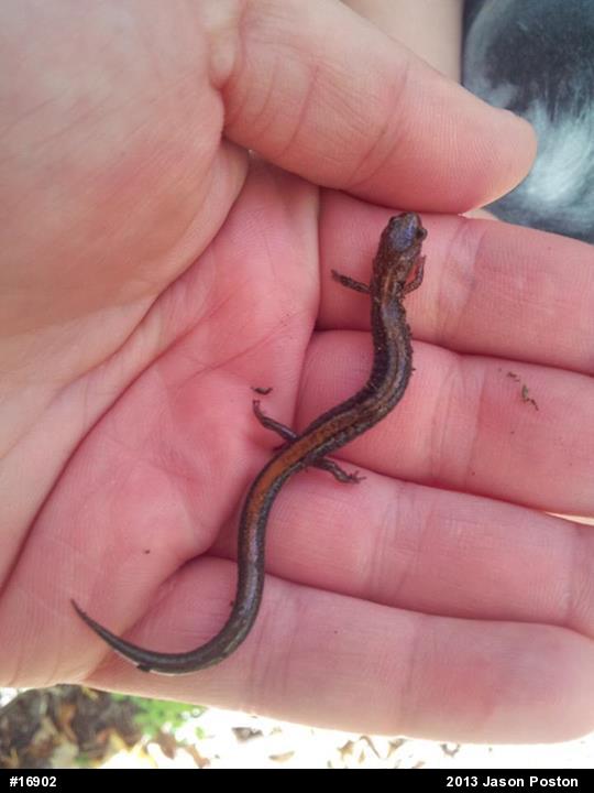 Eastern Red-backed  Salamander