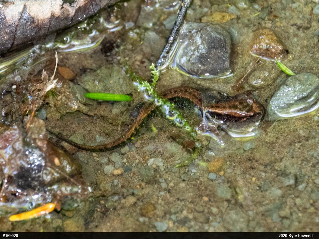 Allegheny Mountain Dusky Salamander