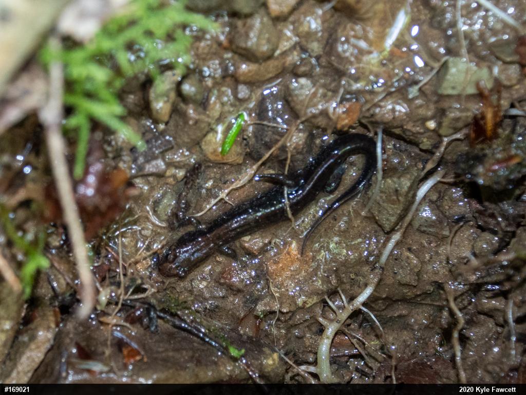 Allegheny Mountain Dusky Salamander