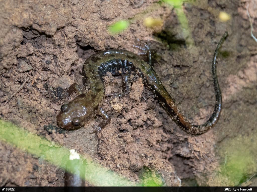 Allegheny Mountain Dusky Salamander