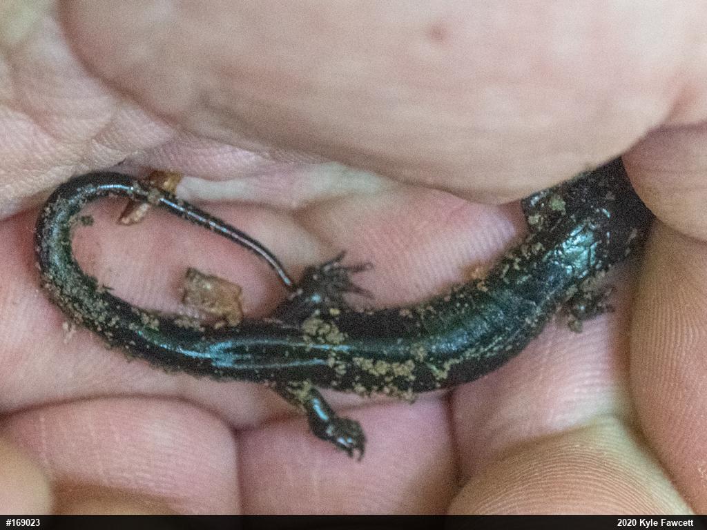 Allegheny Mountain Dusky Salamander