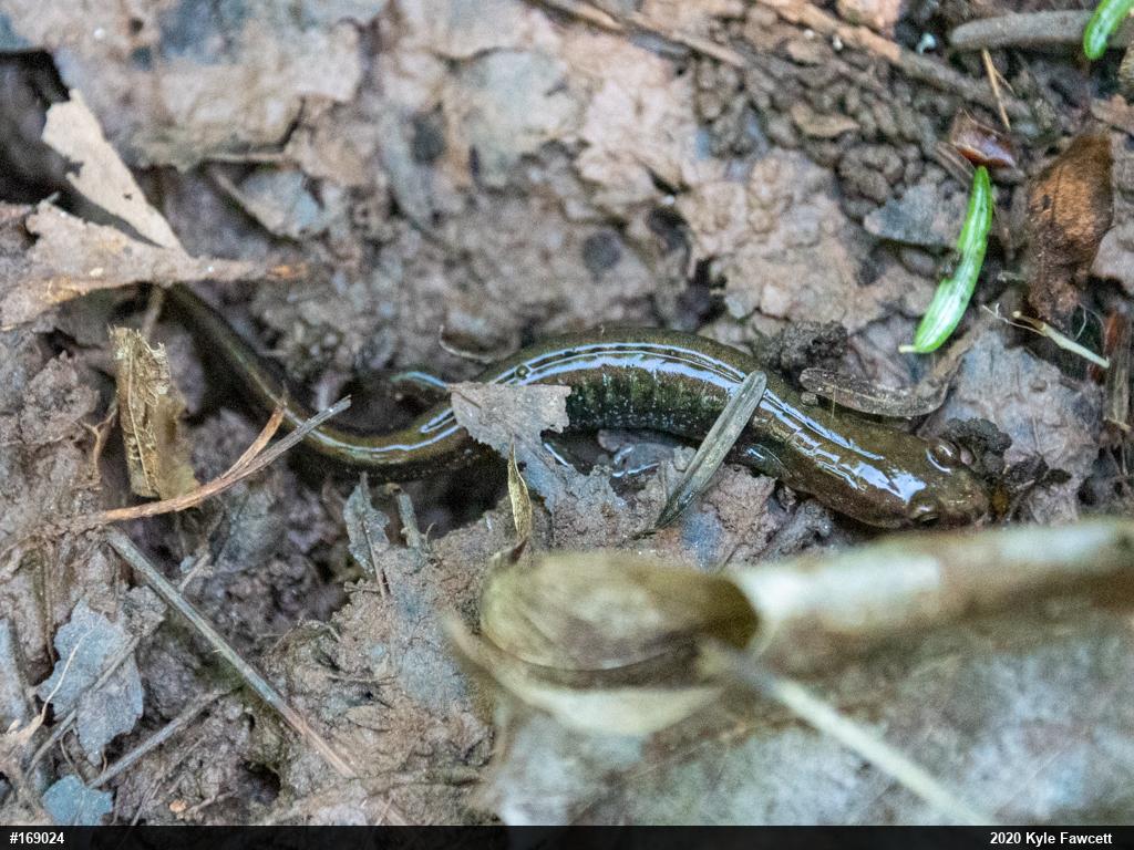 Allegheny Mountain Dusky Salamander