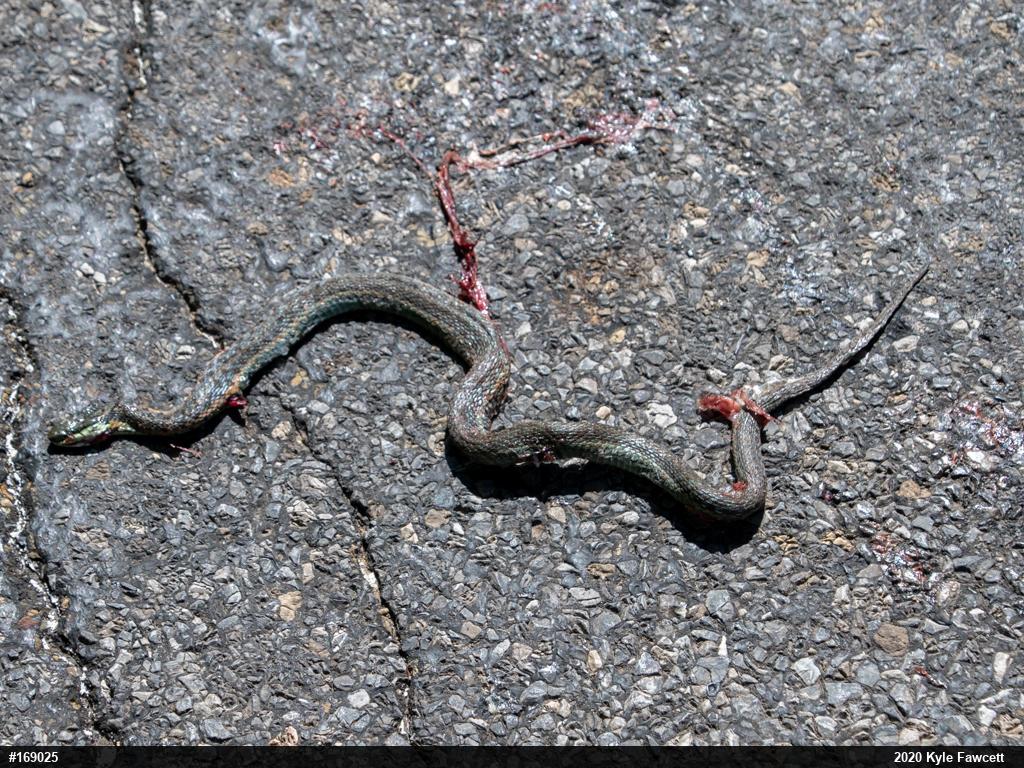 Eastern Gartersnake
