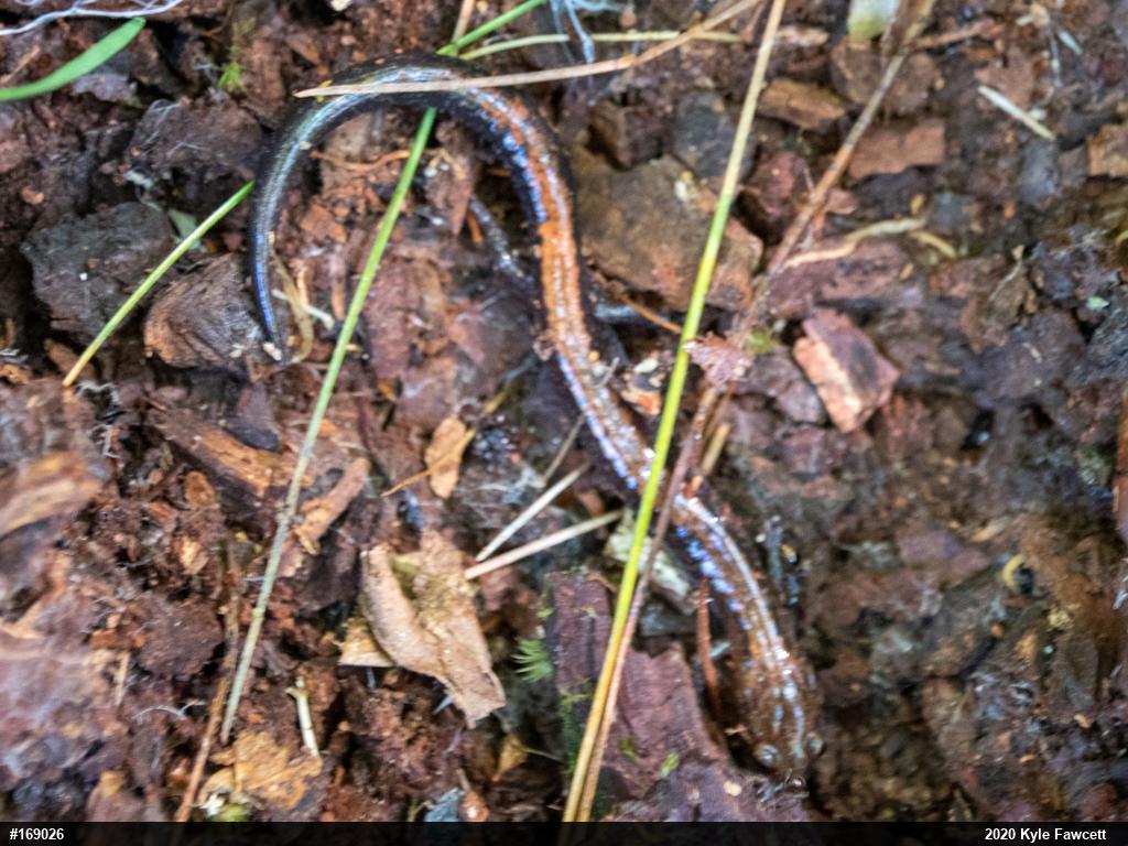 Eastern Red-backed  Salamander