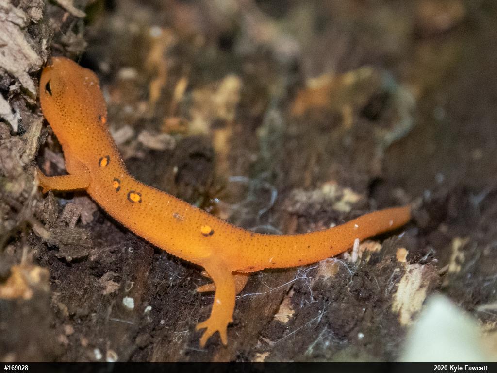 Red-spotted Newt