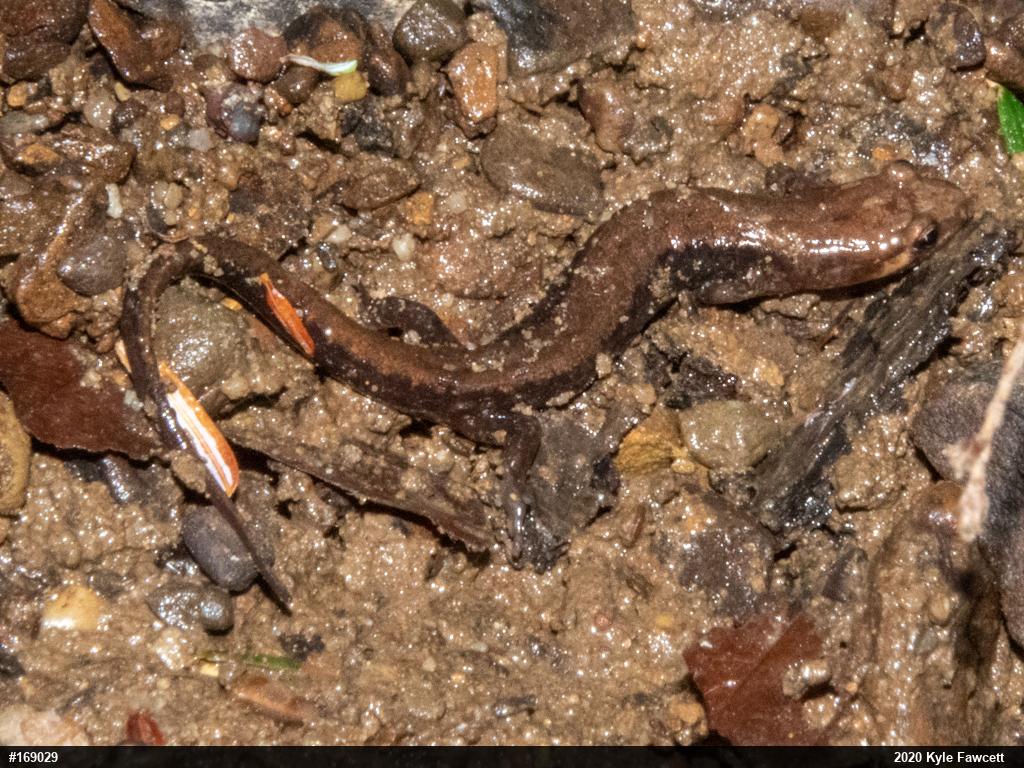 Allegheny Mountain Dusky Salamander