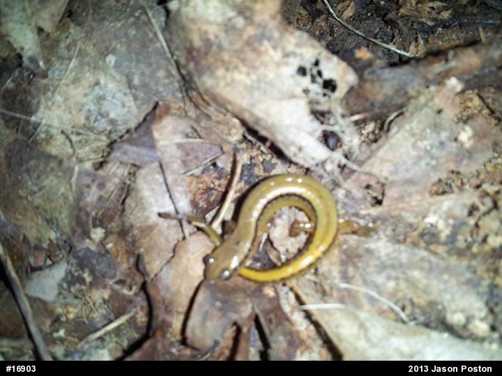 Northern Two-lined Salamander