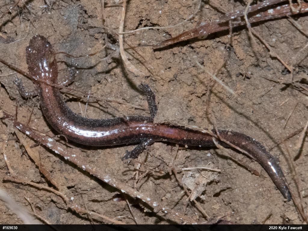 Eastern Red-backed  Salamander