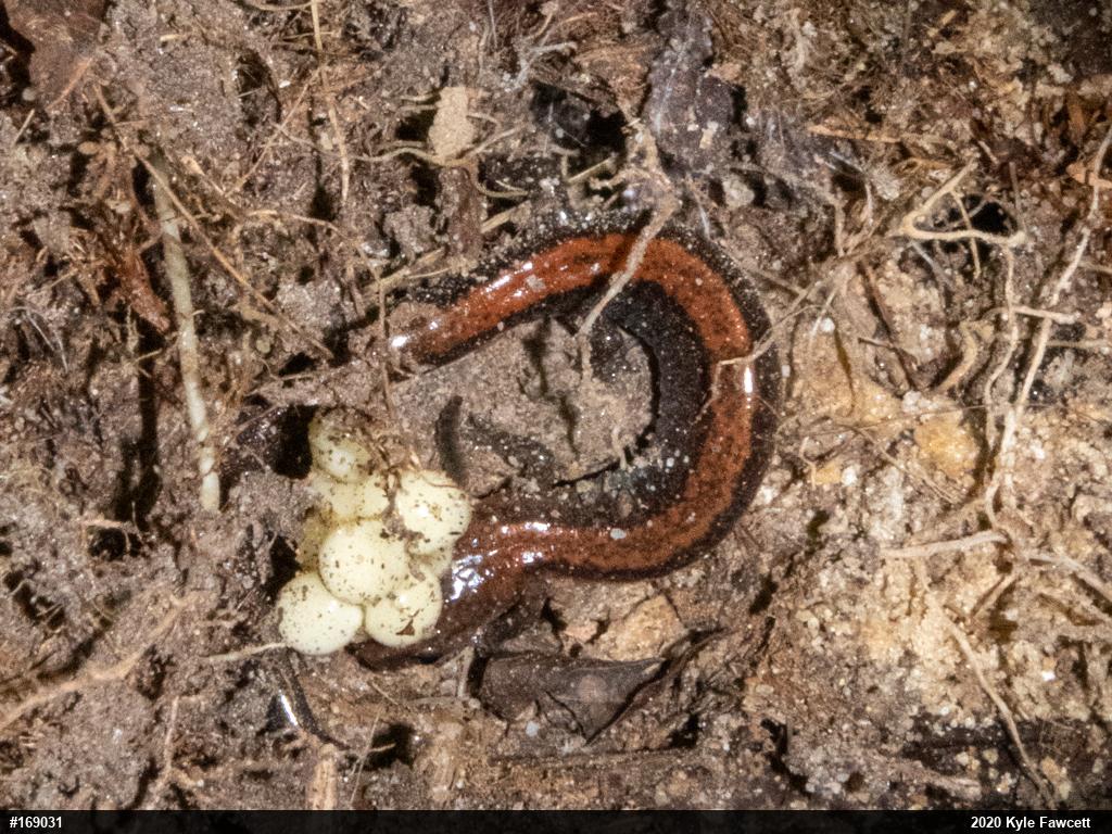 Eastern Red-backed  Salamander