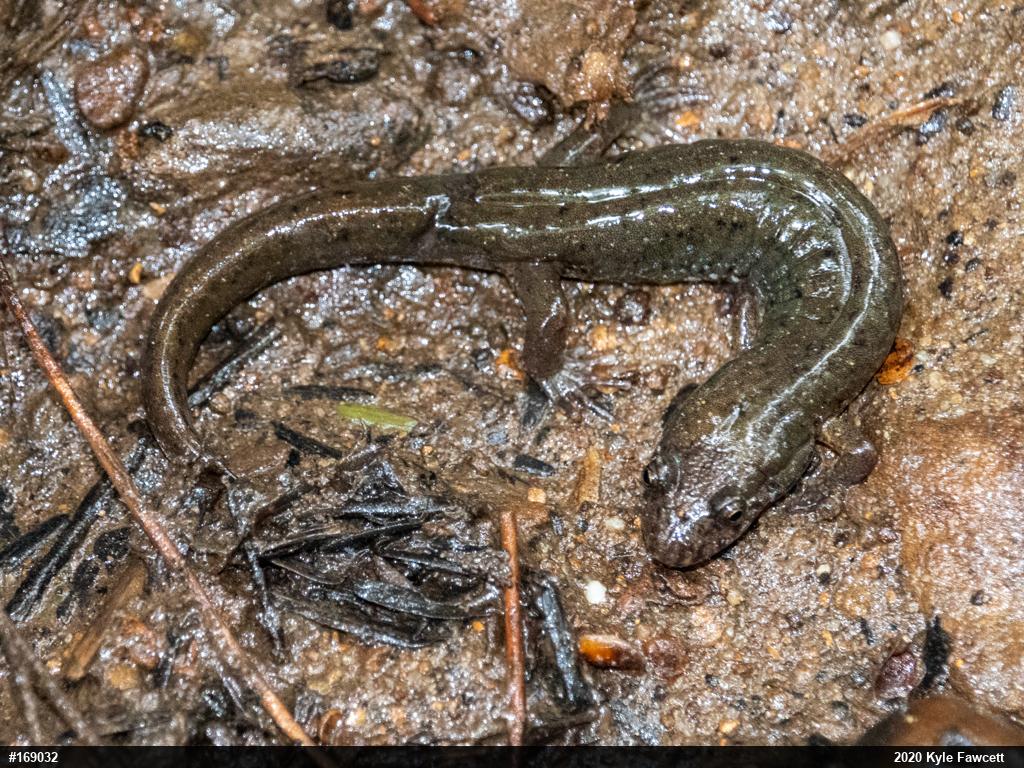 Northern Dusky Salamander