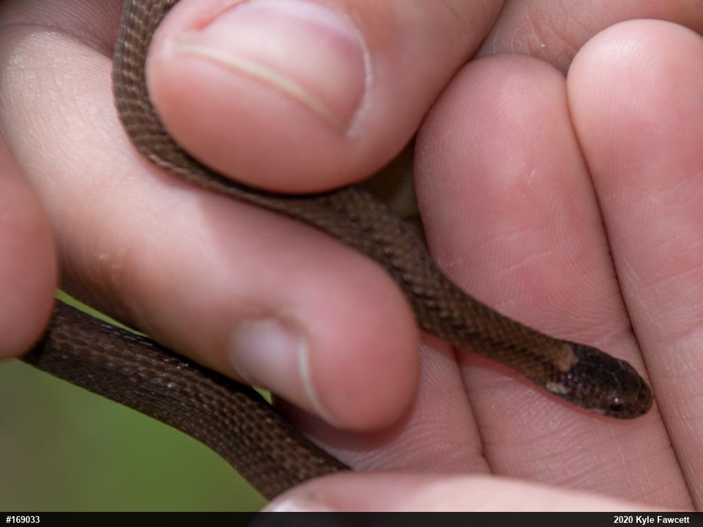 Red-bellied Snake