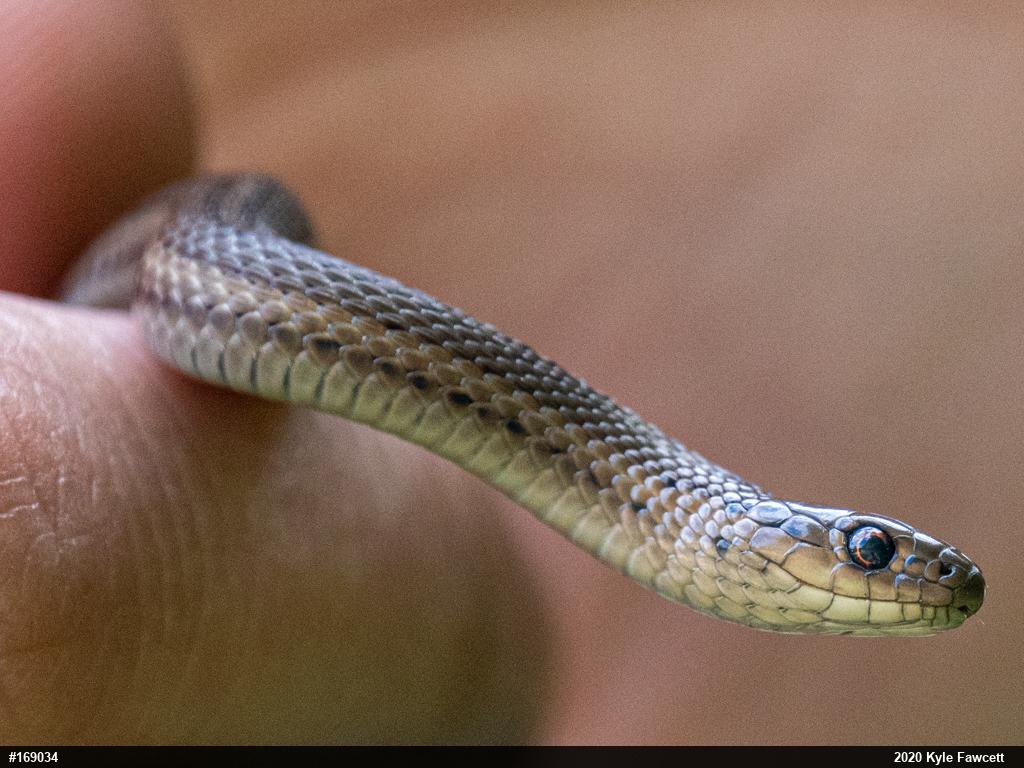 Shorthead Gartersnake