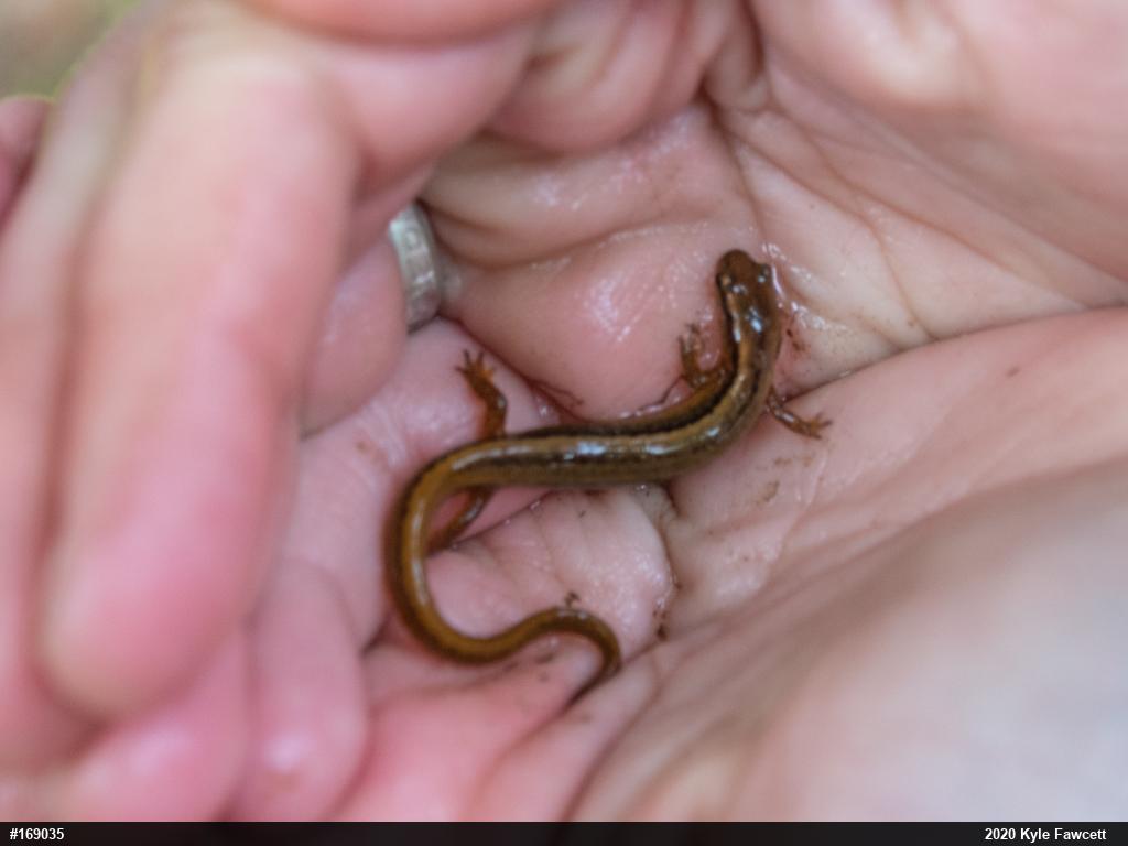 Northern Two-lined Salamander