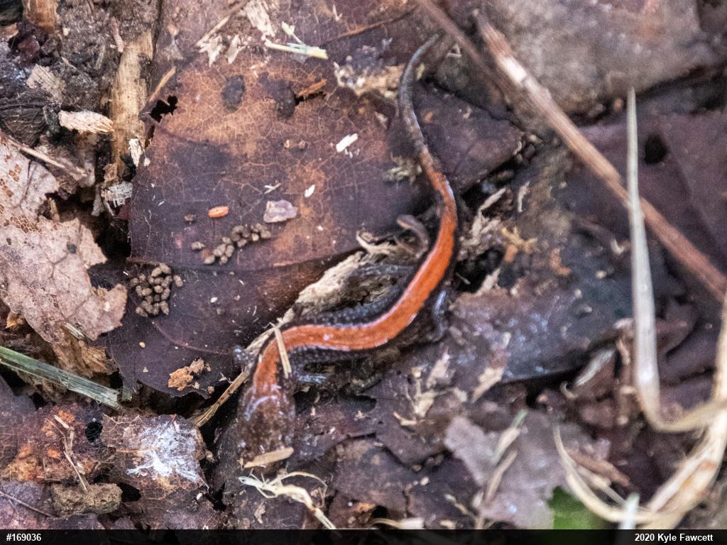 Eastern Red-backed  Salamander