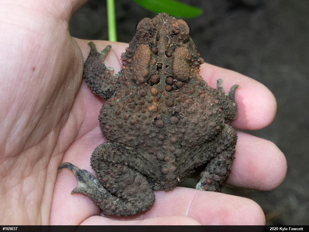 Eastern American Toad