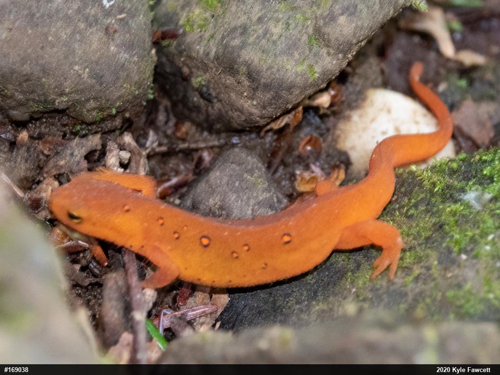 Red-spotted Newt