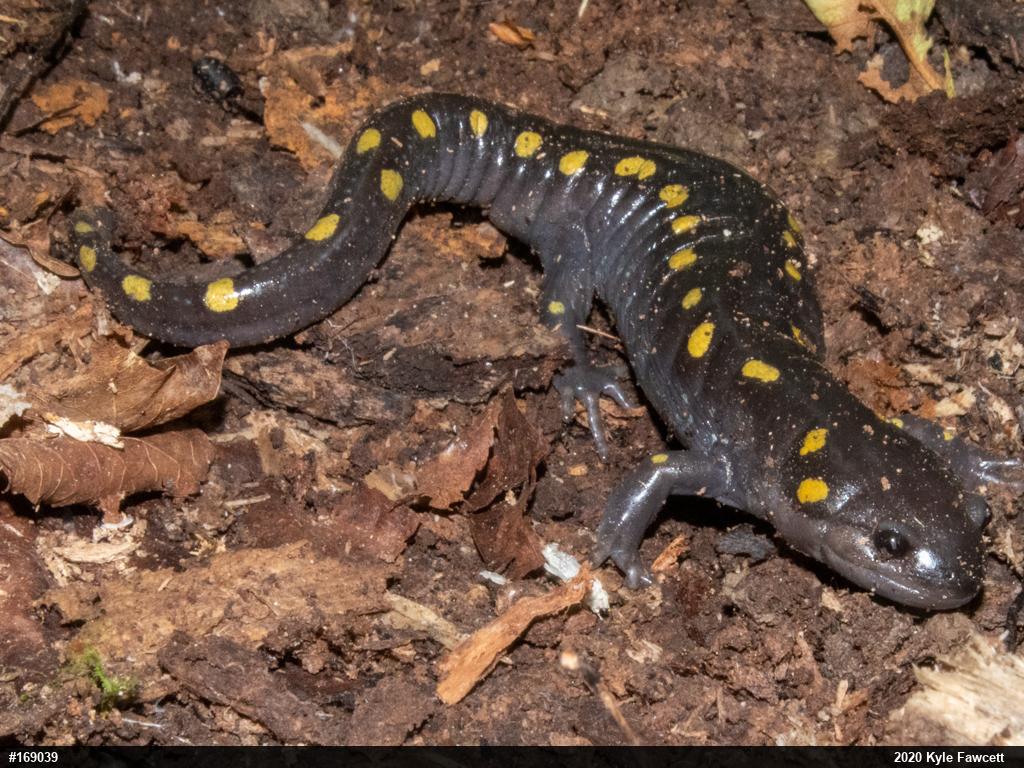 Spotted Salamander