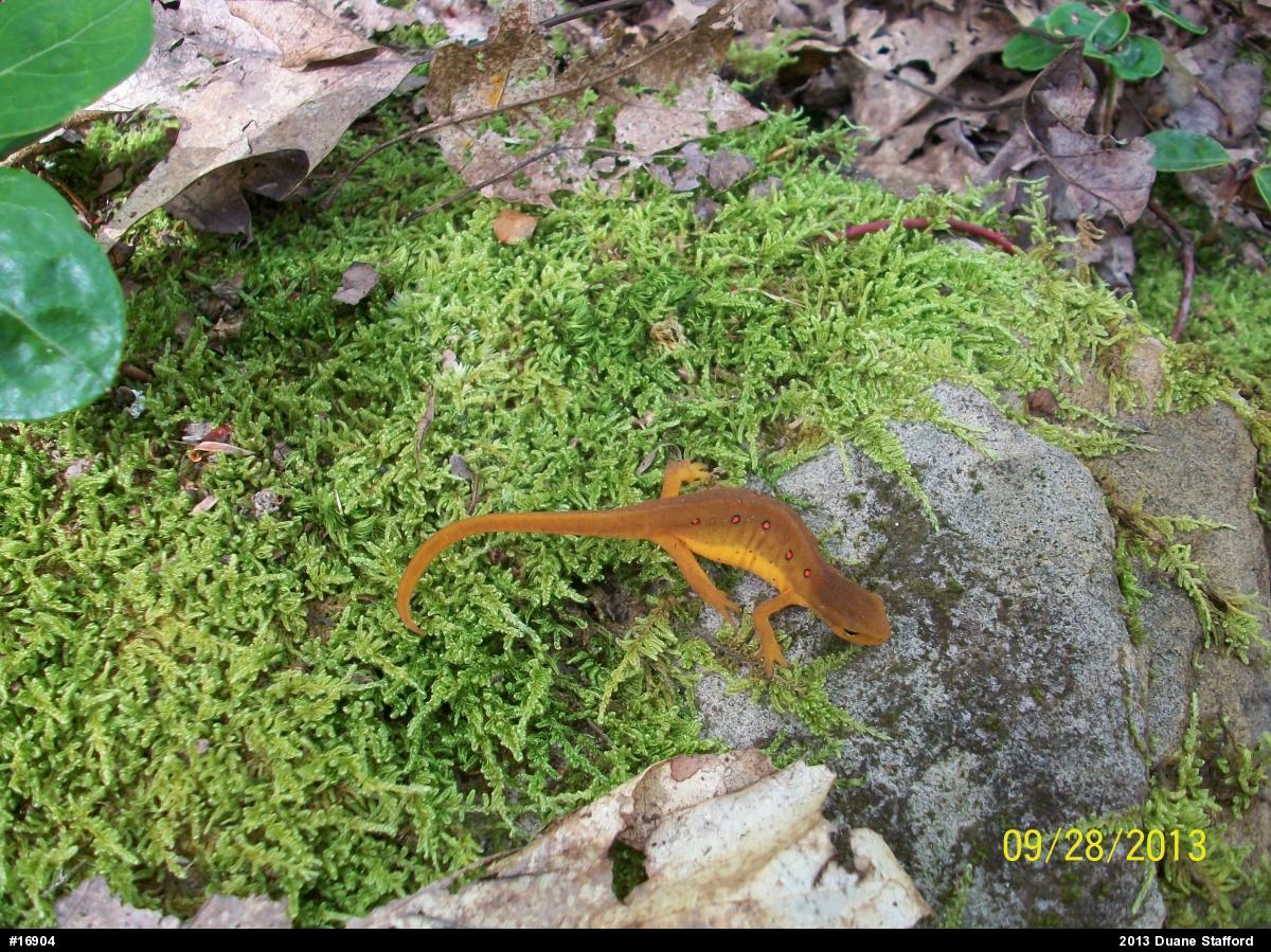 Red-spotted Newt