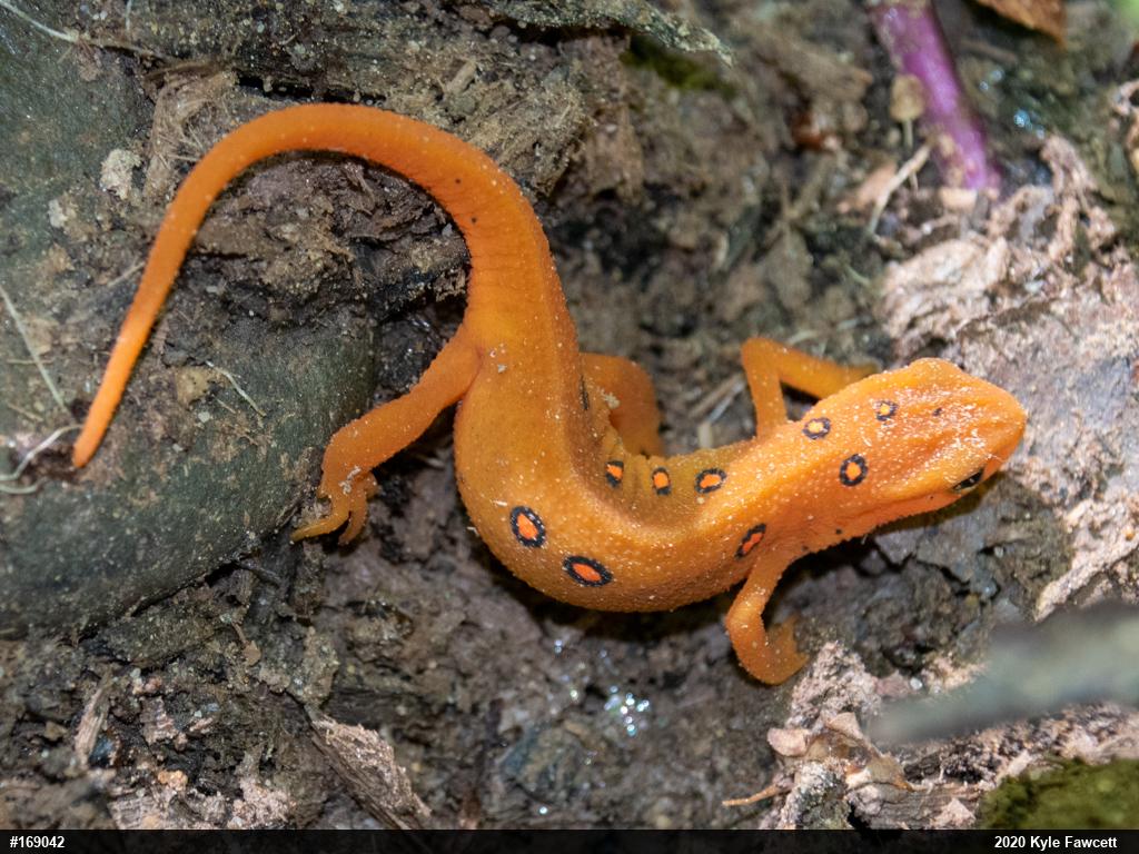 Red-spotted Newt
