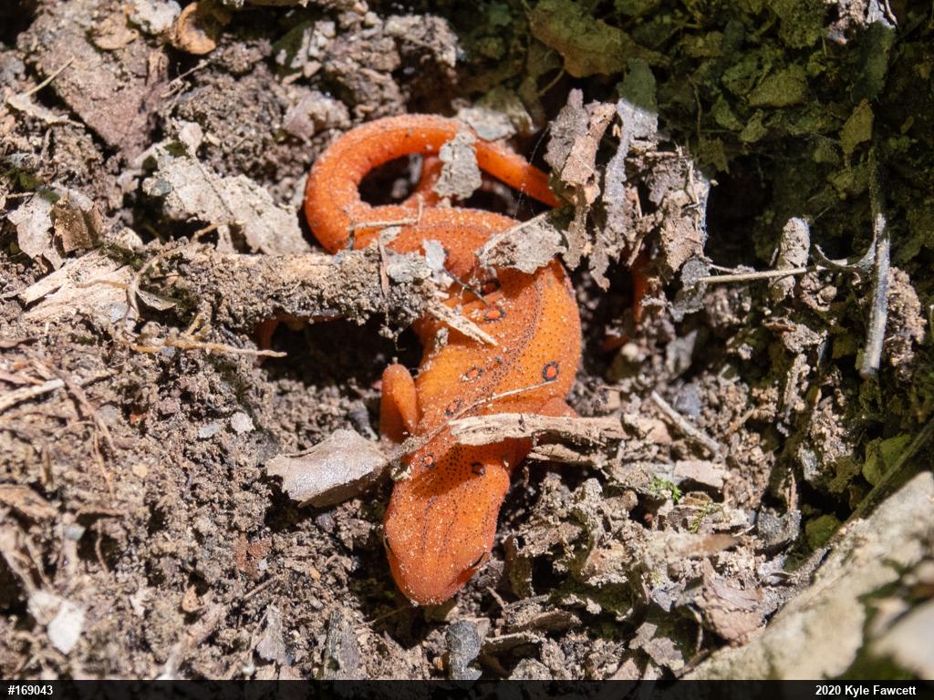 Red-spotted Newt