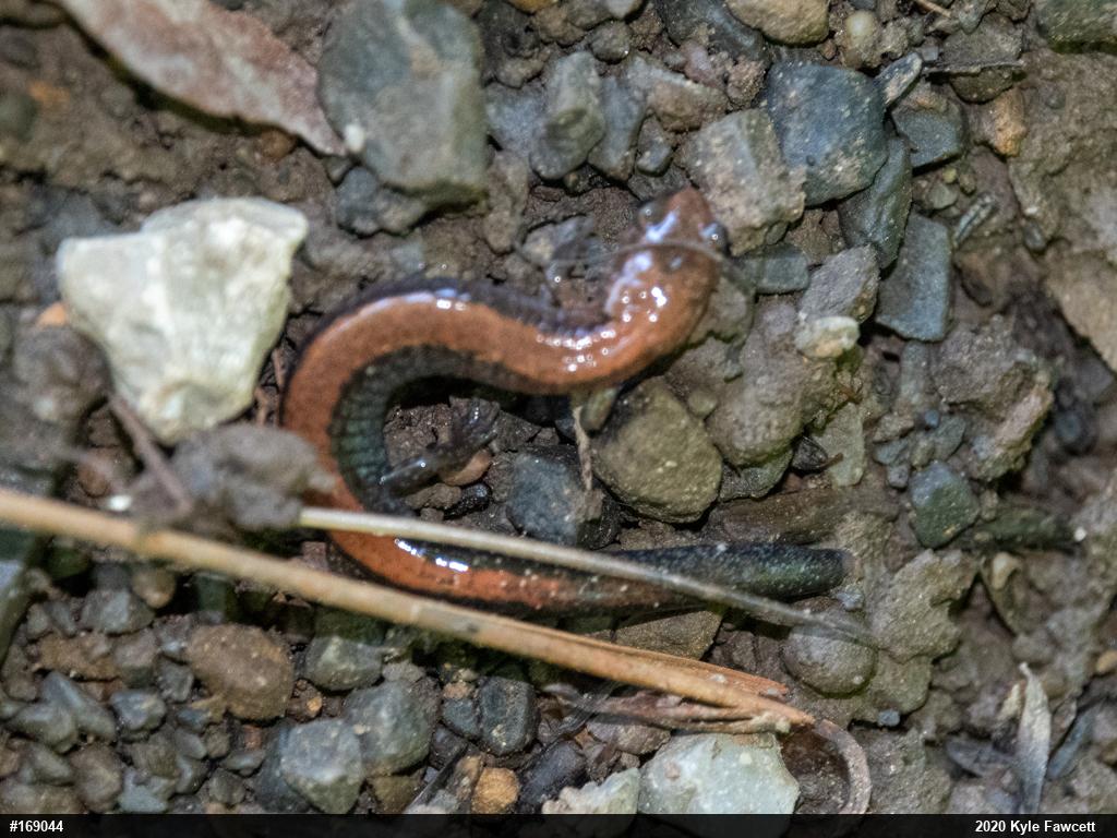 Eastern Red-backed  Salamander