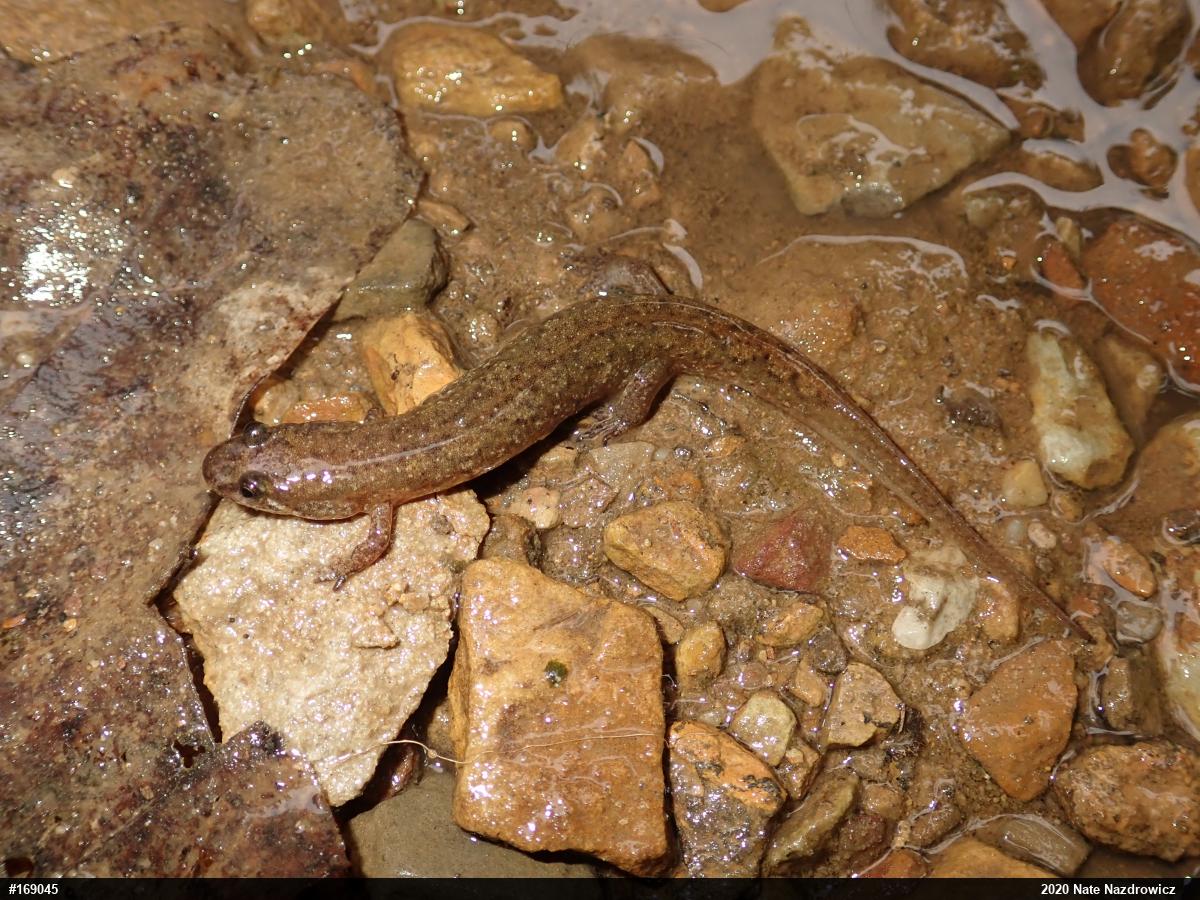 Northern Dusky Salamander