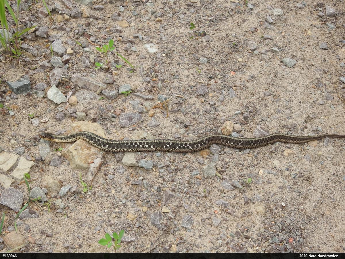 Eastern Gartersnake