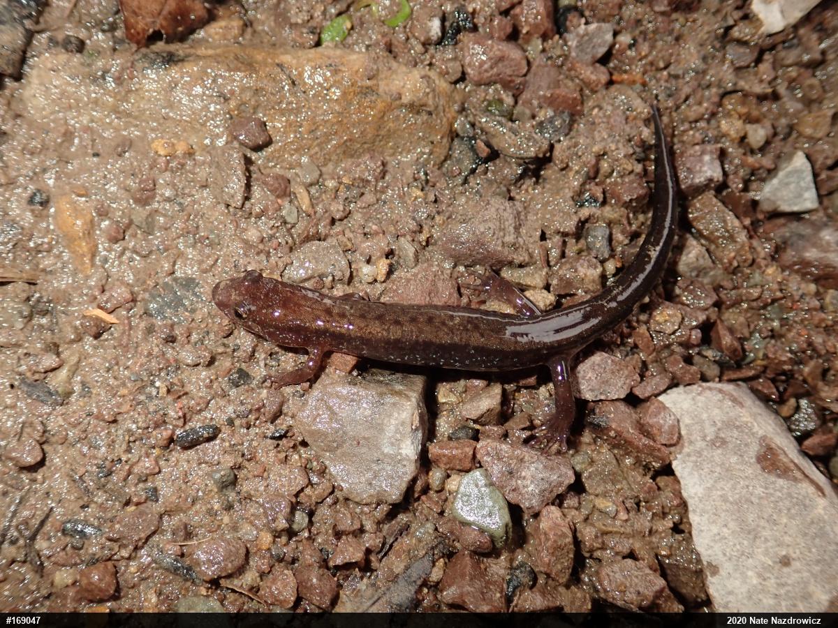 Allegheny Mountain Dusky Salamander