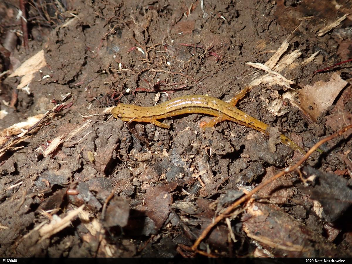 Northern Two-lined Salamander