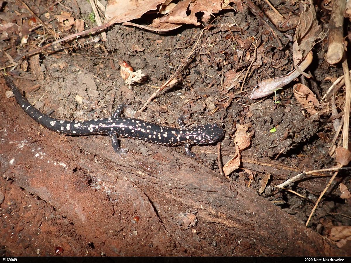 Northern Slimy Salamander