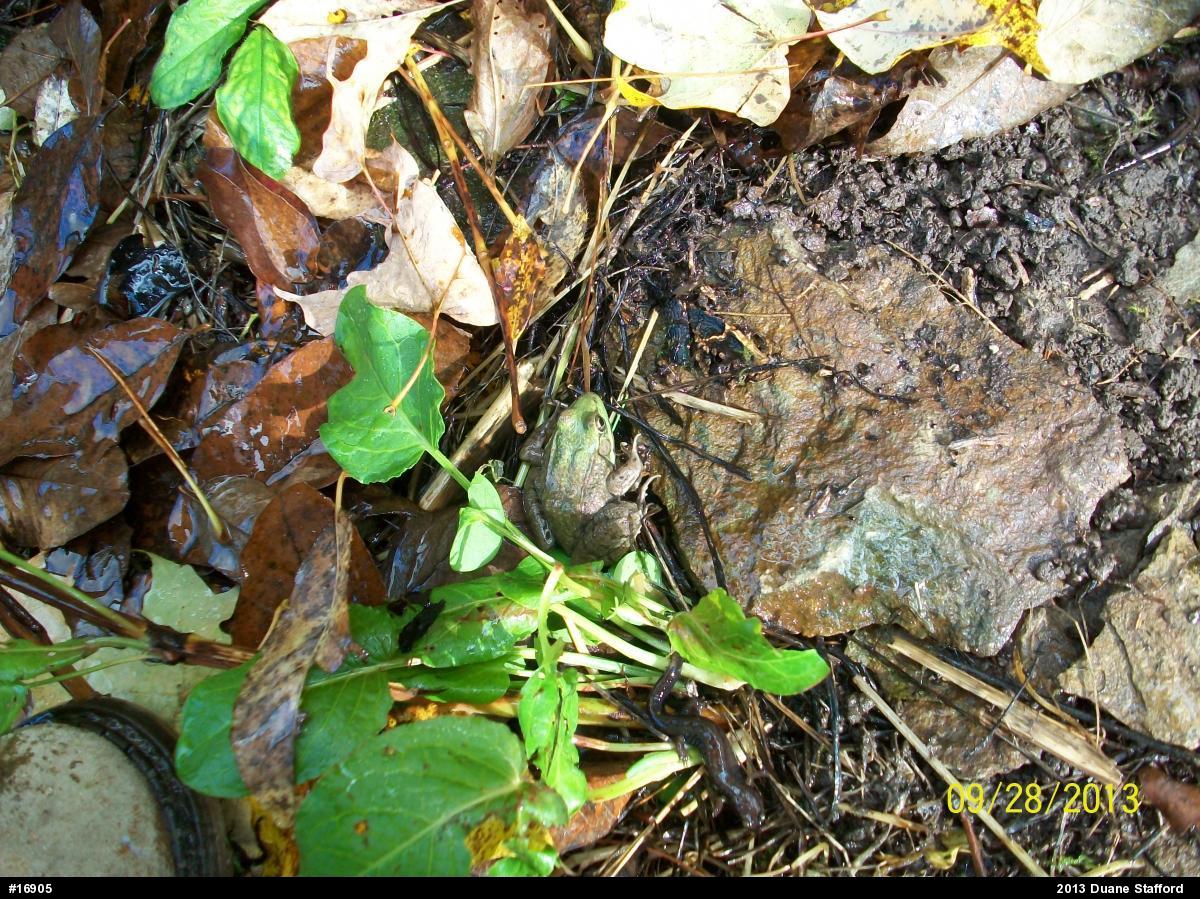 Green Frog