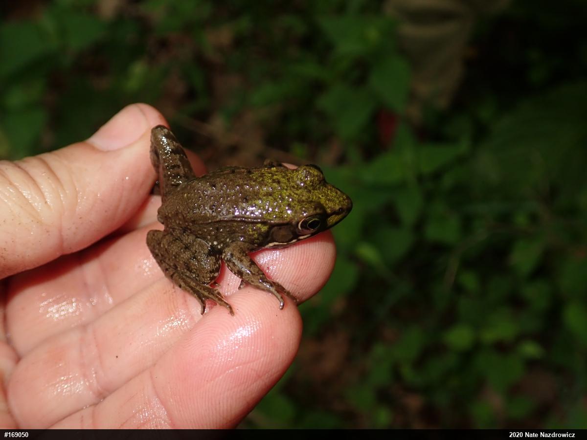 Green Frog