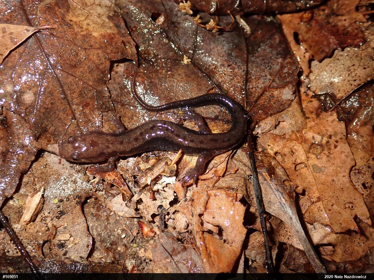 Allegheny Mountain Dusky Salamander