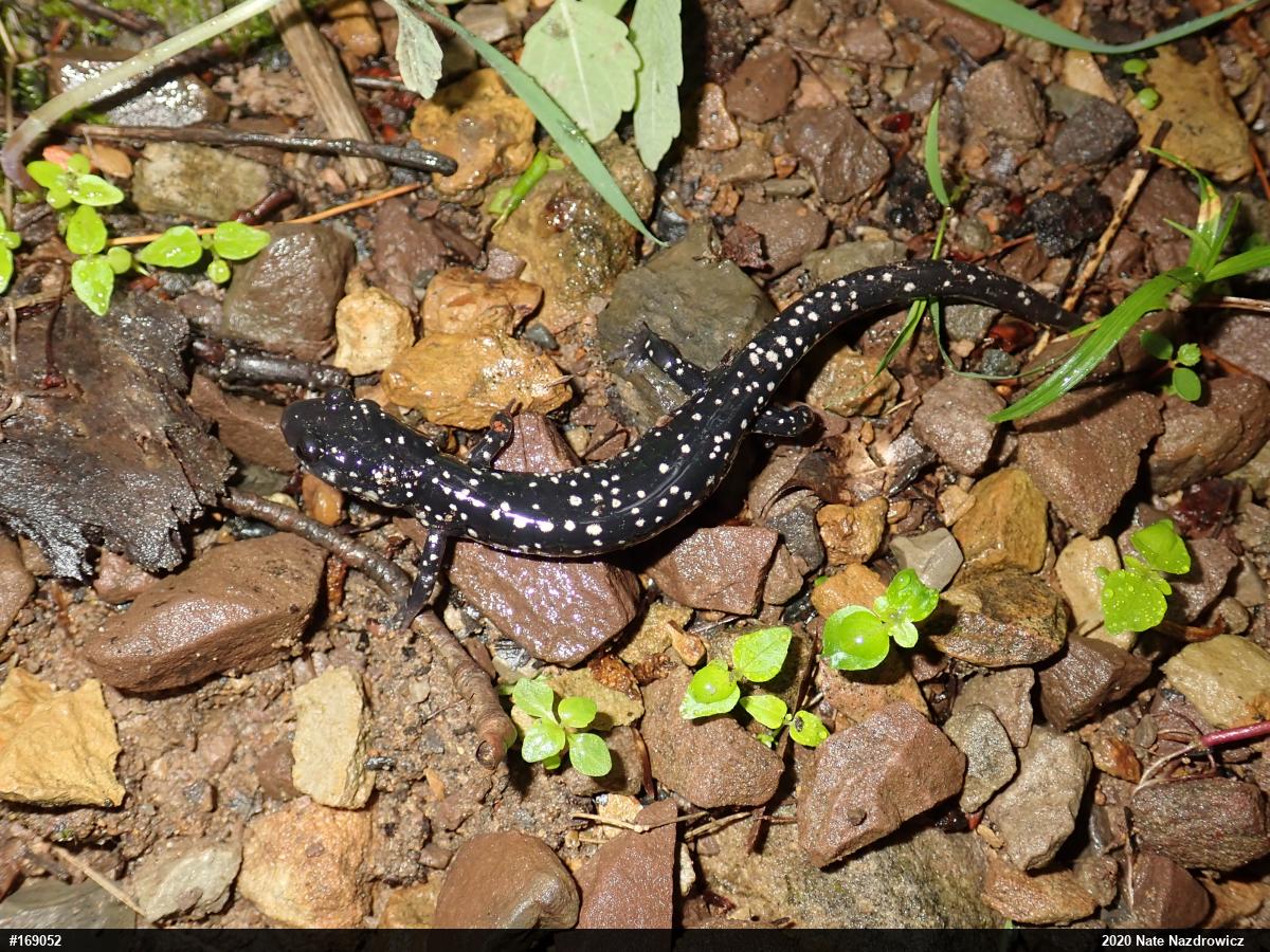Northern Slimy Salamander