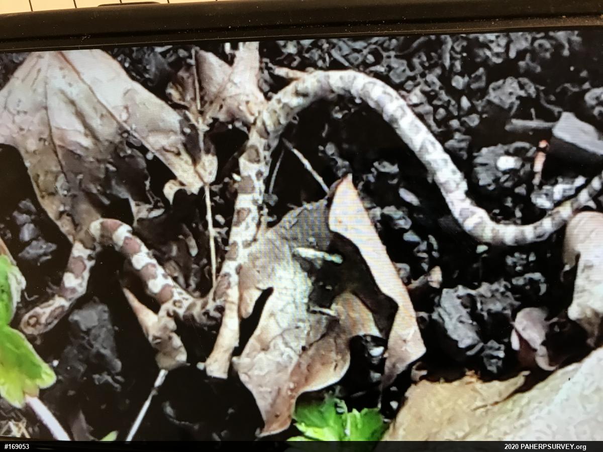 Eastern Milksnake