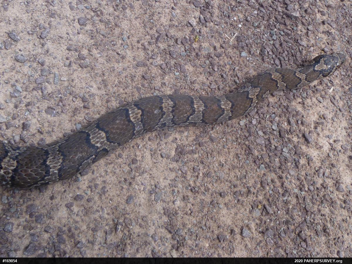 Eastern Milksnake