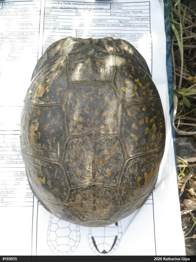Eastern Box Turtle
