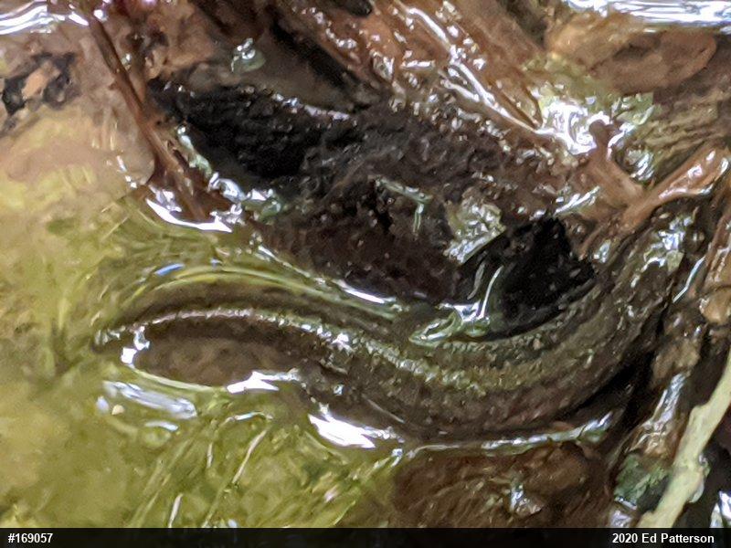 Northern Dusky Salamander