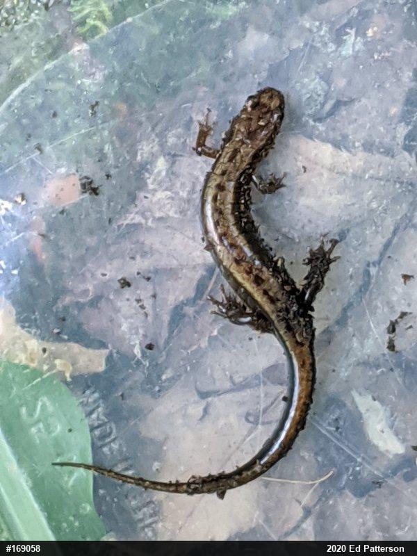 Allegheny Mountain Dusky Salamander