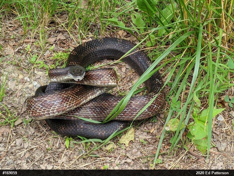 Eastern Ratsnake