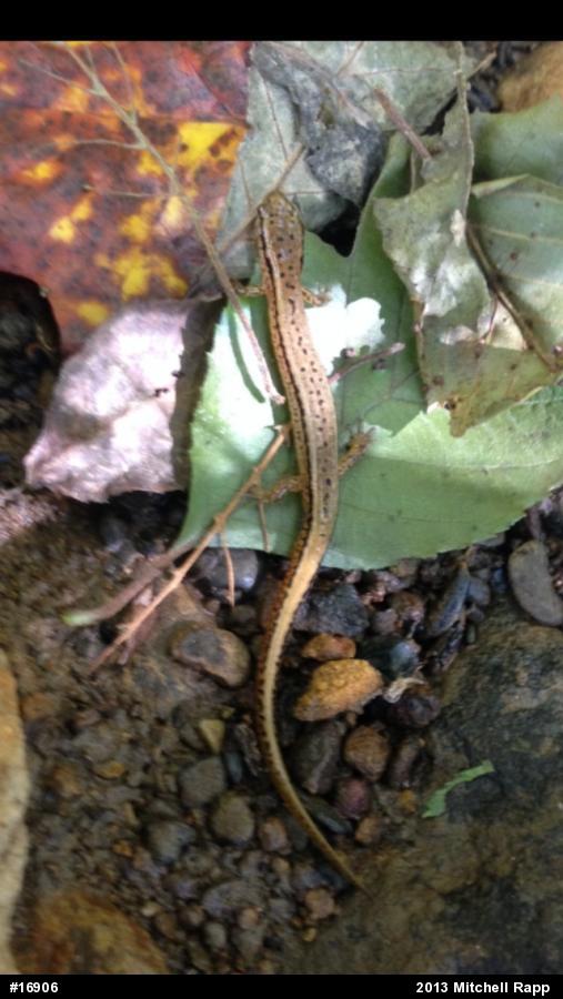 Northern Two-lined Salamander
