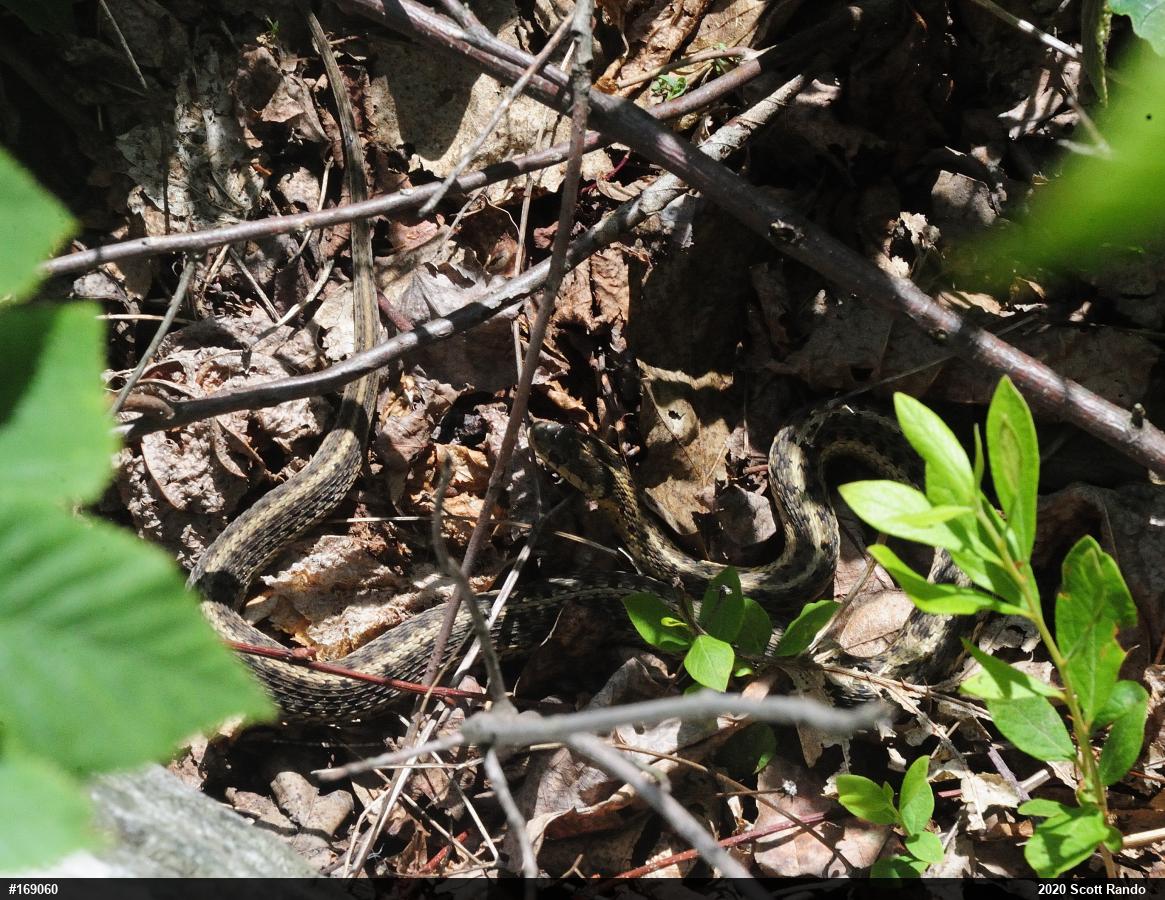 Eastern Gartersnake